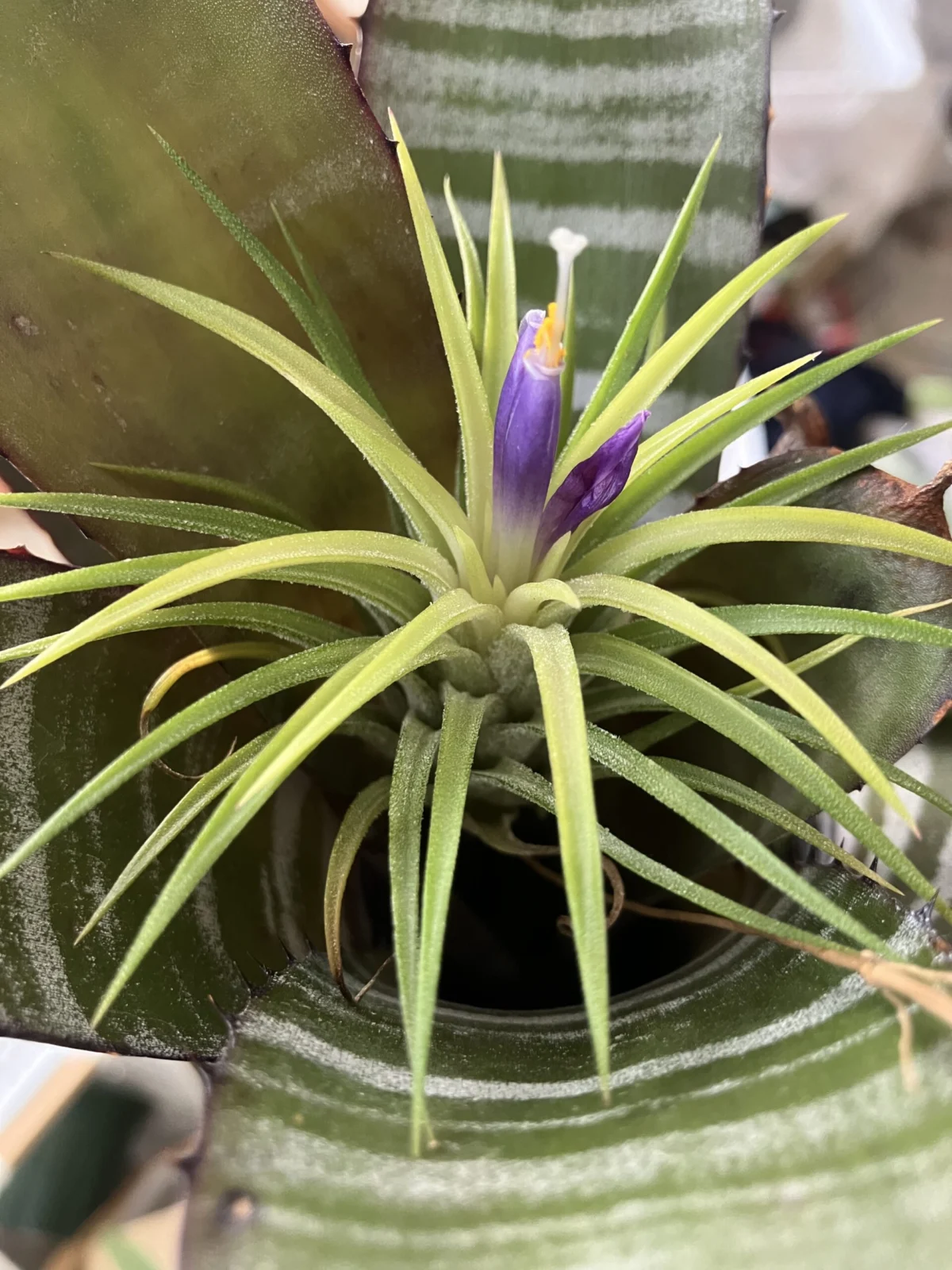 ティランジア　イオナンタ　バリエガータ　シベが出ました