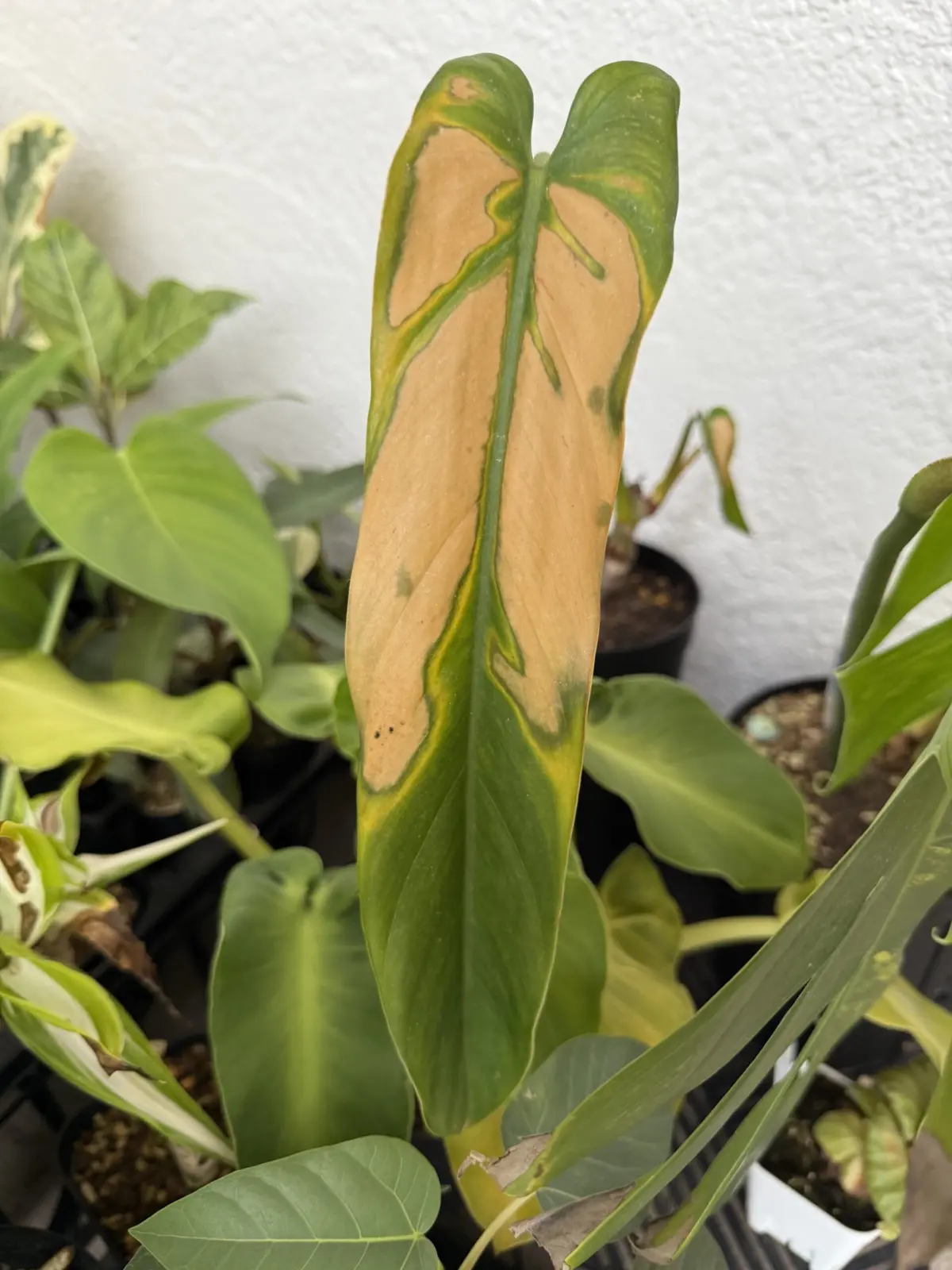 フィロデンドロン spマカス　原因不明