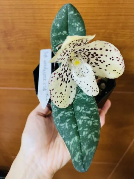 ラン　パフィオペディラム　ウェンシャネンセ　花