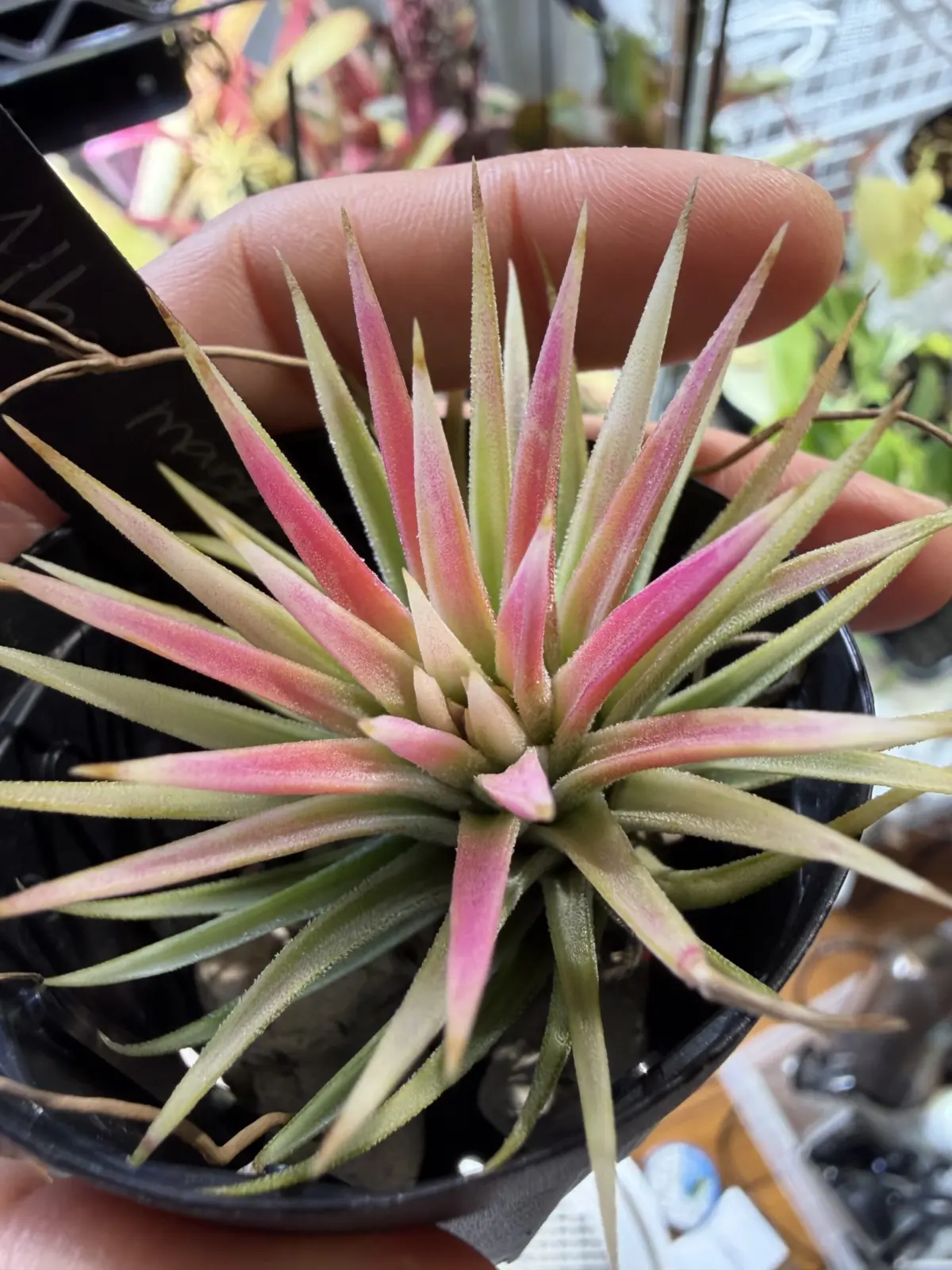 ティランジア イオナンタ アルボマルギナータ 花前