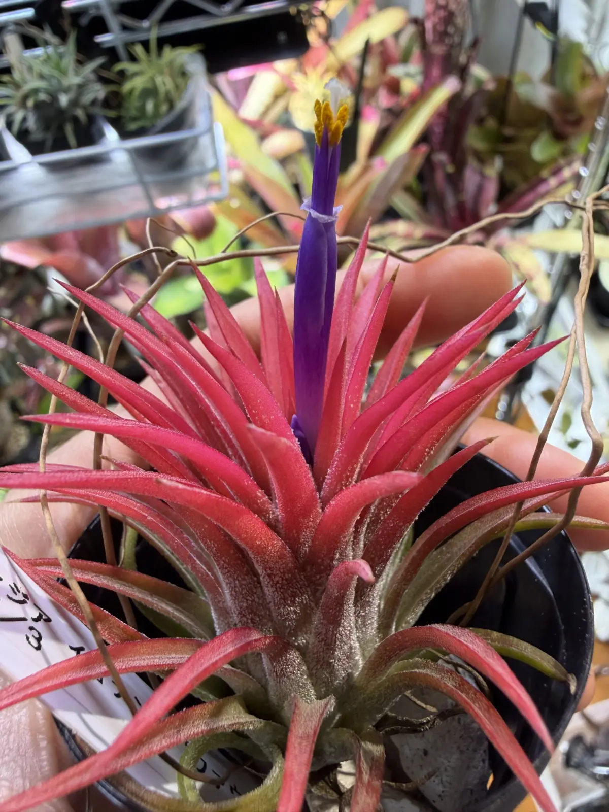 ティランジア イオナンタ ファウンテン 花