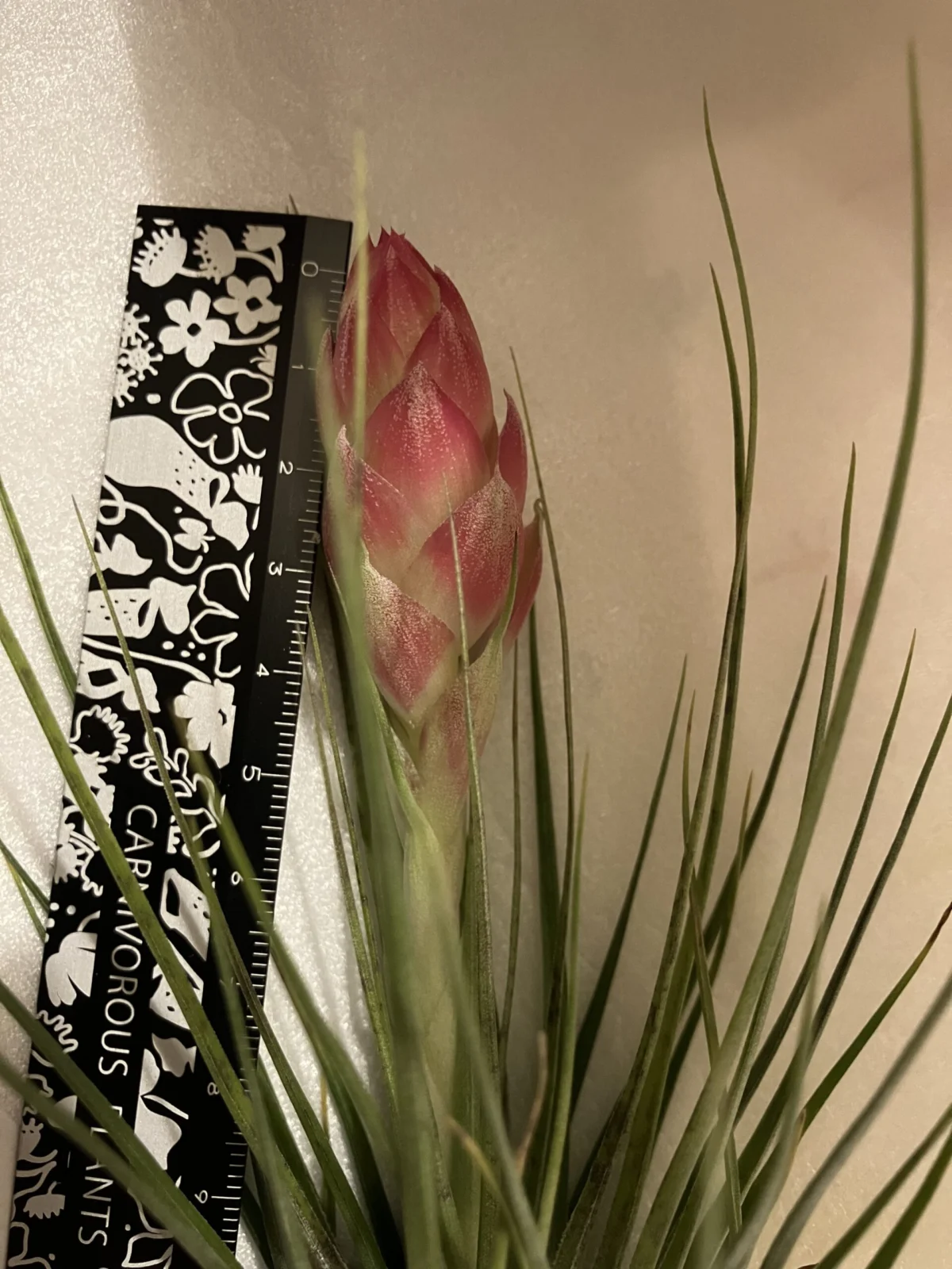 ティランジア ストリクタ 花序大きい選抜