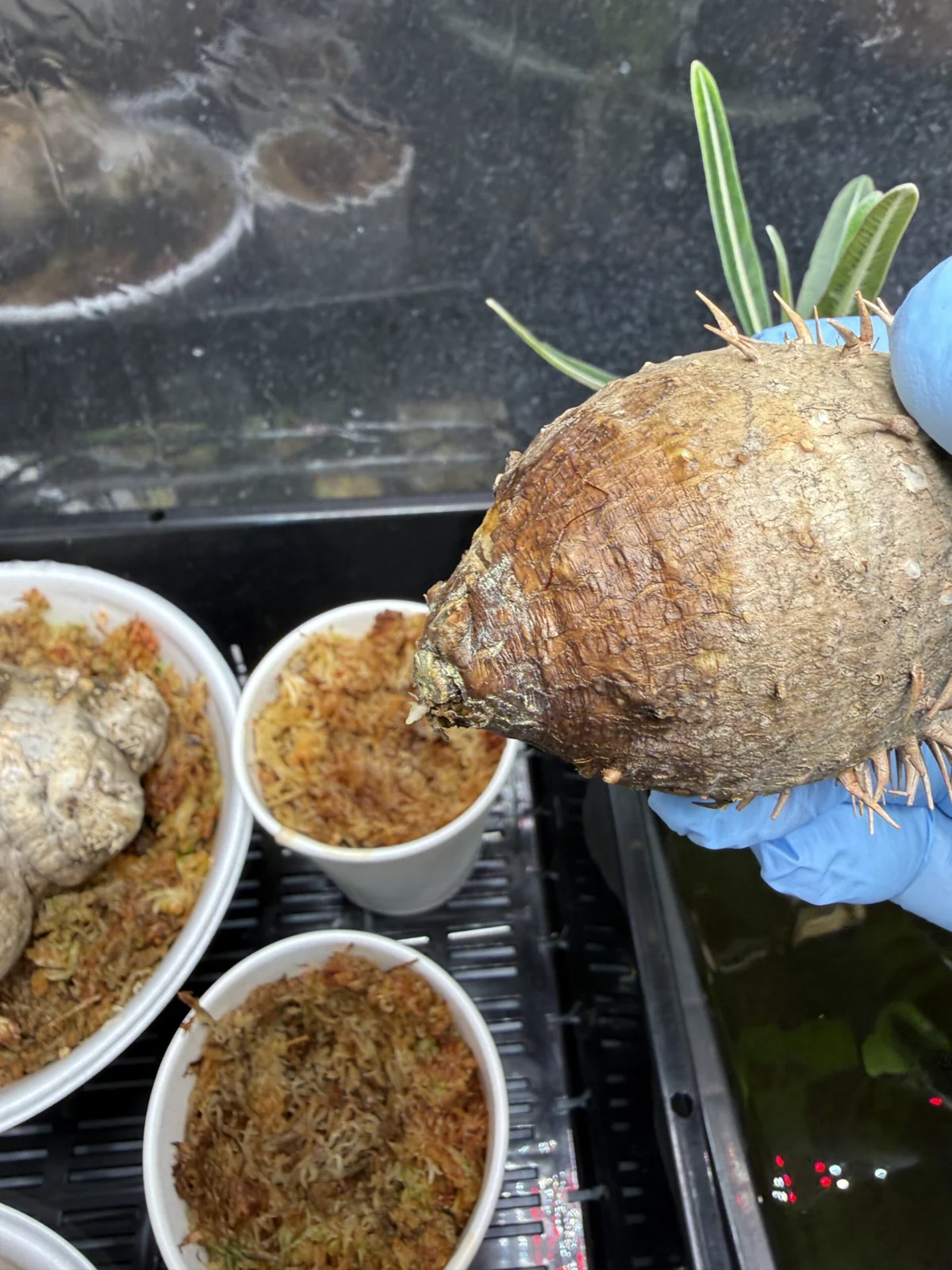 パキポディウム　品種不明　発根