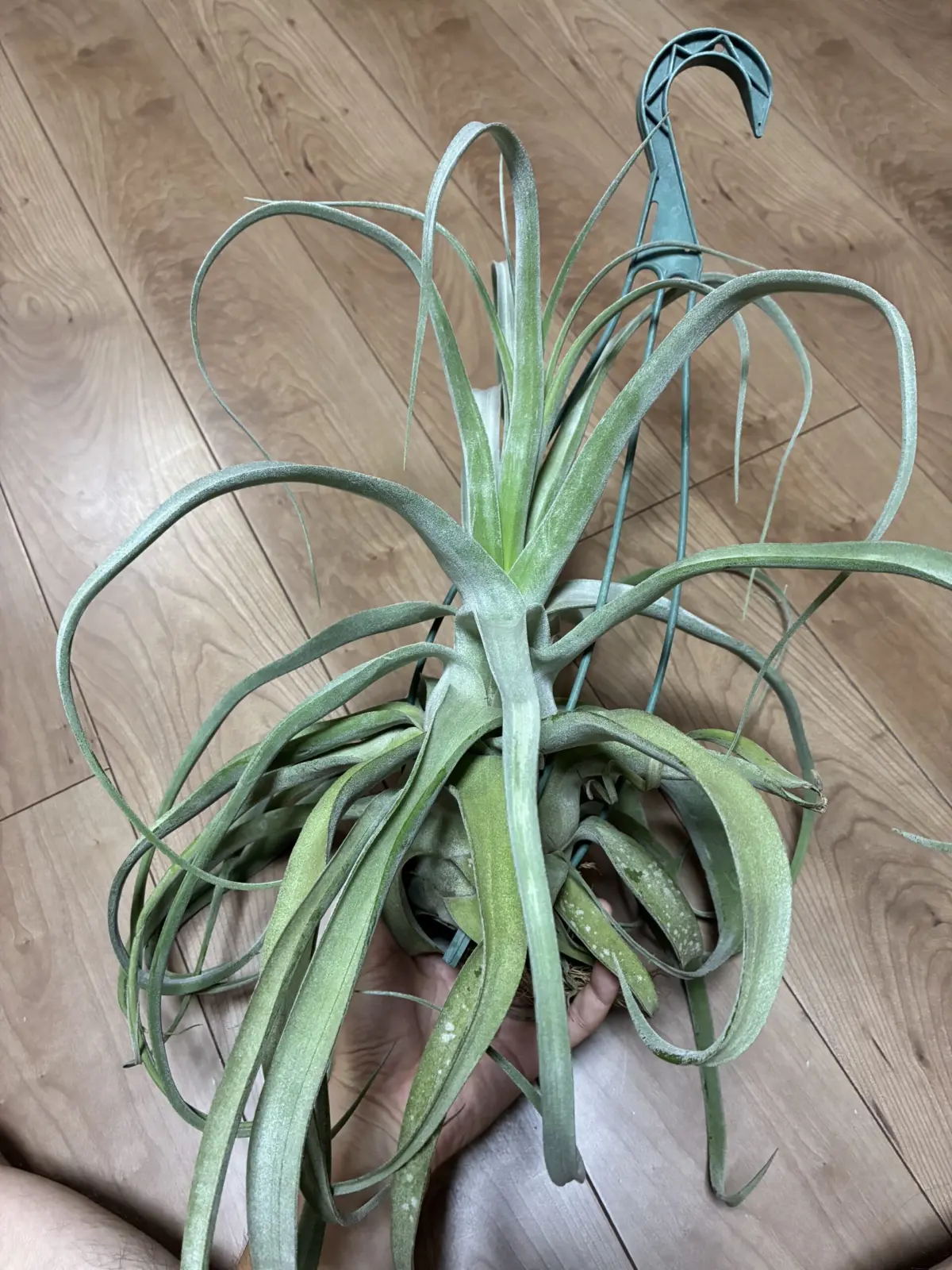 ティランジア　ストレプトフィラ