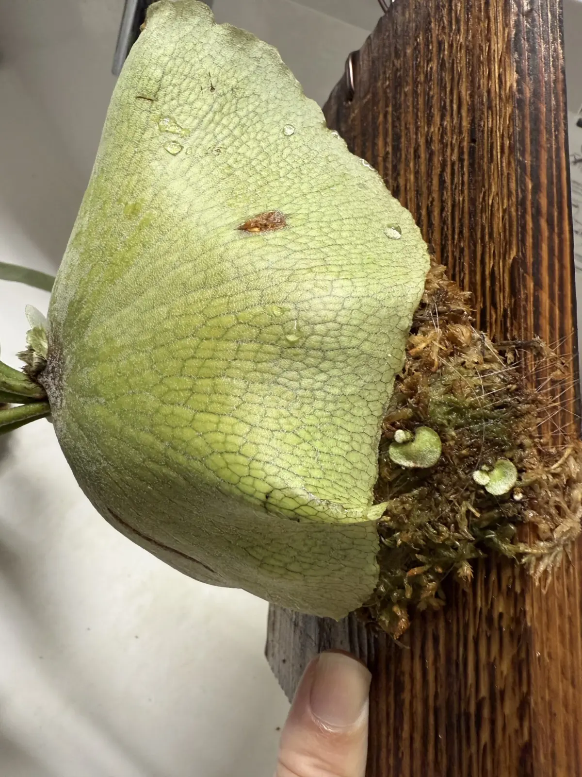 ビカクシダ　P.E-1 子株