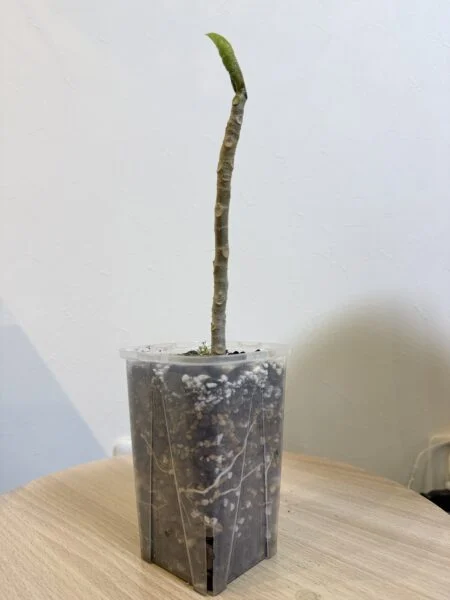 フィカス　ウンベラータ　挿し木