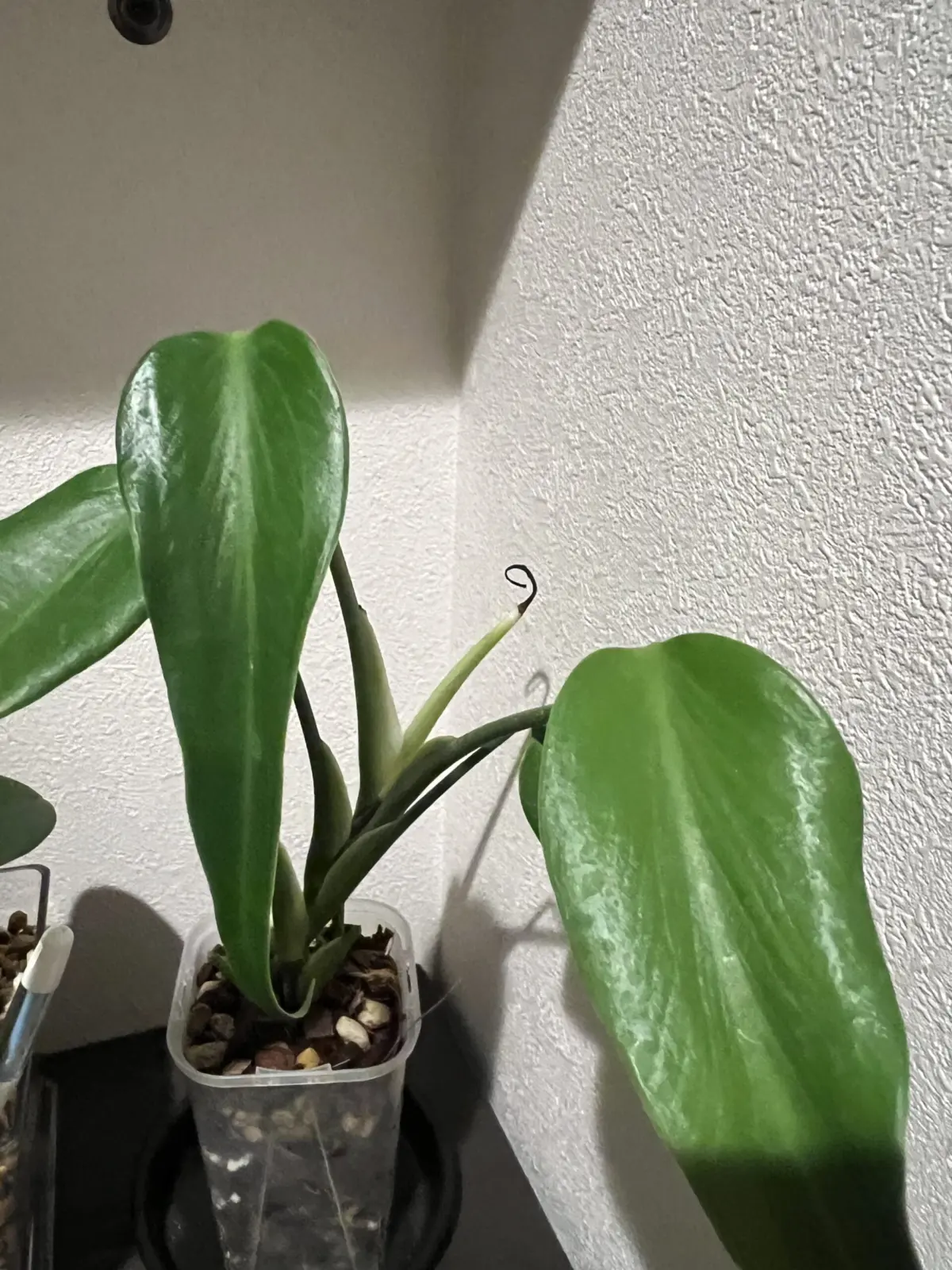 モンステラ　バールマルクスフレーム