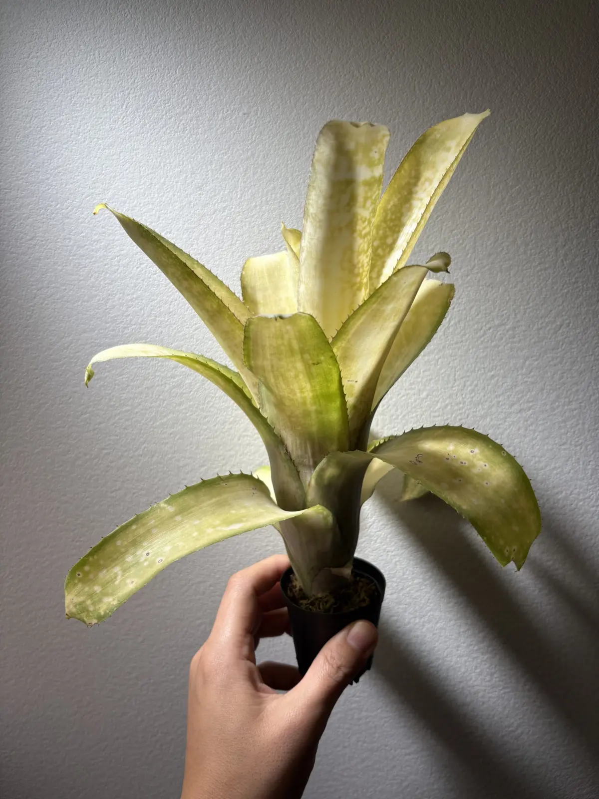 サンデリアーナと何かの交配