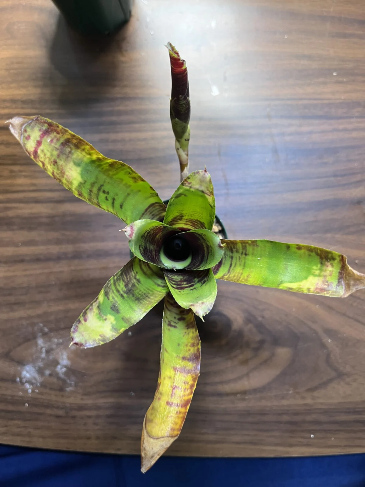 ネオレゲリア　ホビーキャット