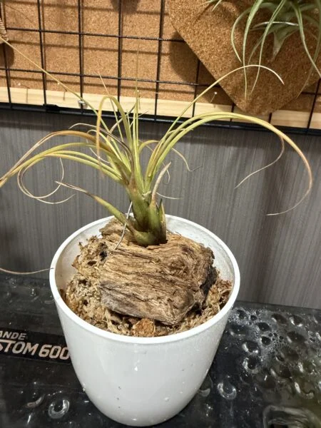 カプトメデューサ？