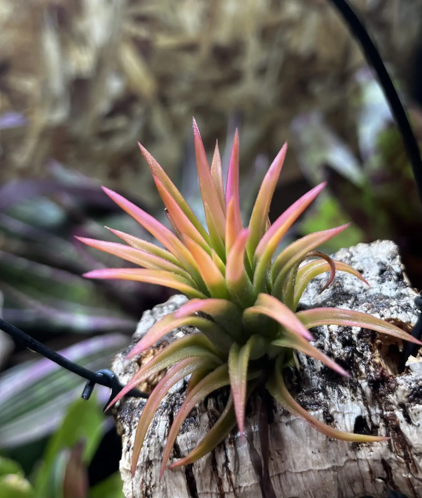 ティランジア　イオナンタ　オールウェイズピンク　