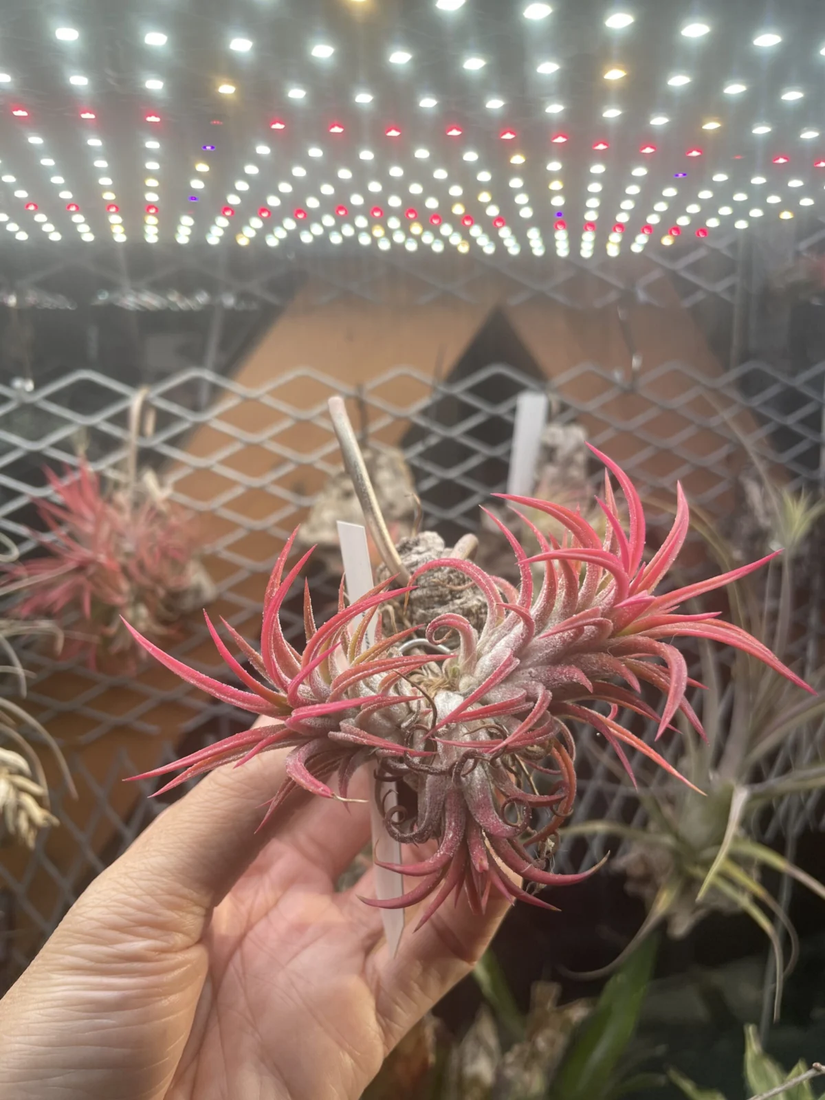 ティランジア　イオナンタ　ビーラー