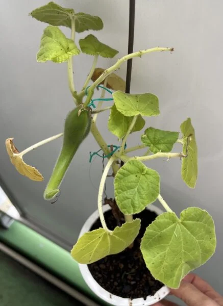 元食虫植物　イビセラ　ルテア