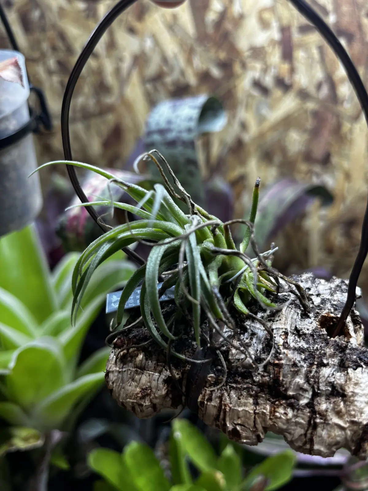 ティランジア　スークレイ　フロムTI