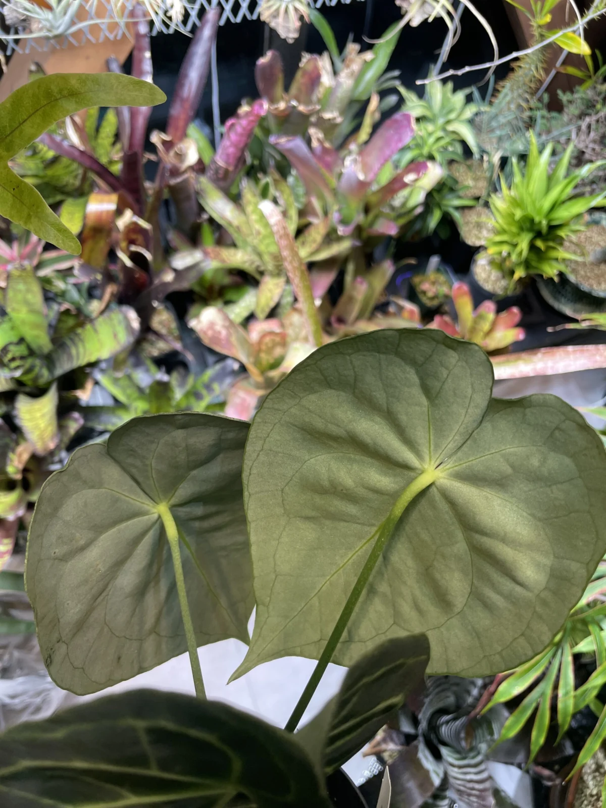 アンスリウム　クラリネビウム