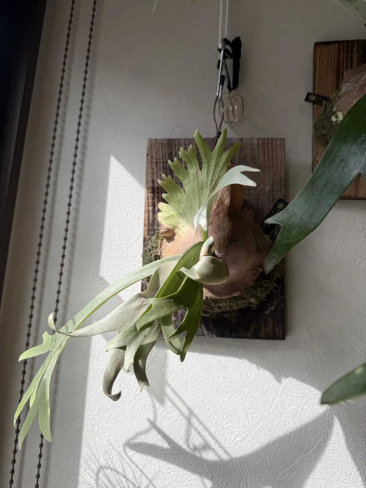 ビカクシダ　ムーンライト