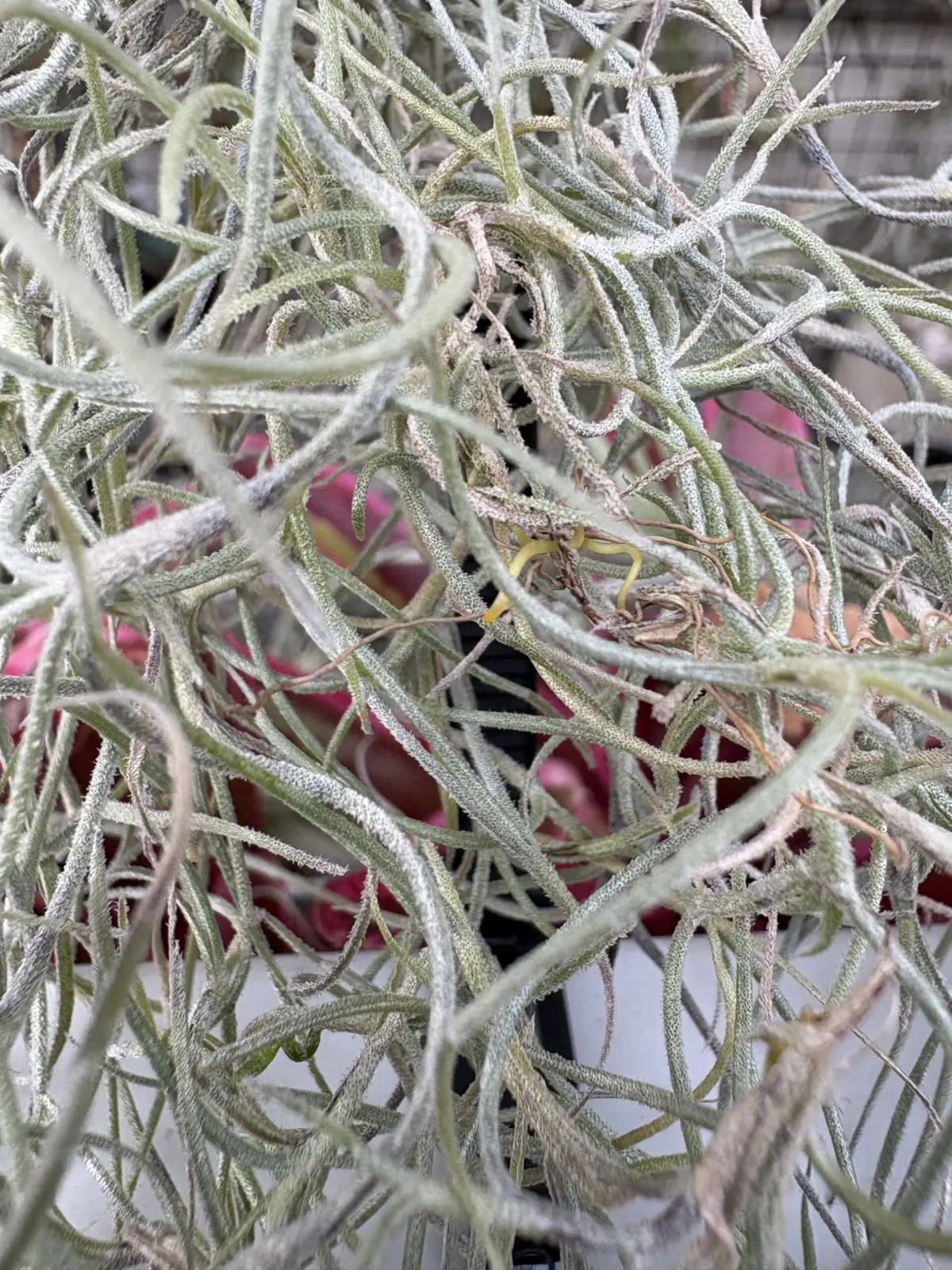 ティランジア　ウスネオイデス