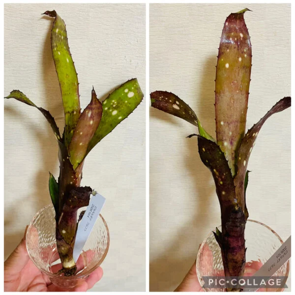 タンクブロメリア ビルベルギア クムフラ