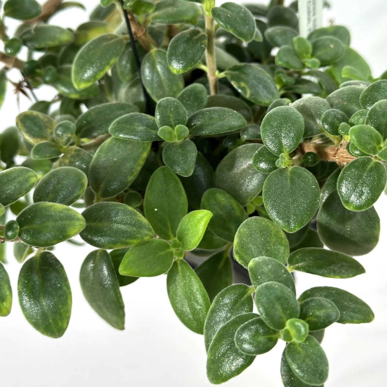 コルムネア トゥラエ