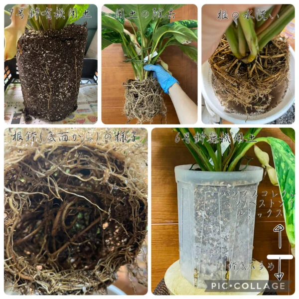 ホマロメナ ワリシー カモフラージュ 根 植替え記録