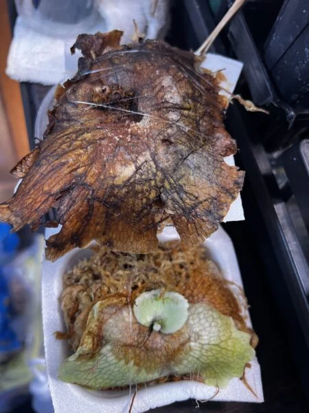 ビカクシダ　納豆パック　子株とり