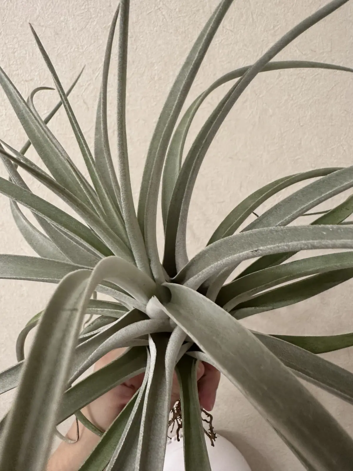 ティランジア　札落ち