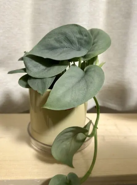 スキンダプサス オルモストシルバー