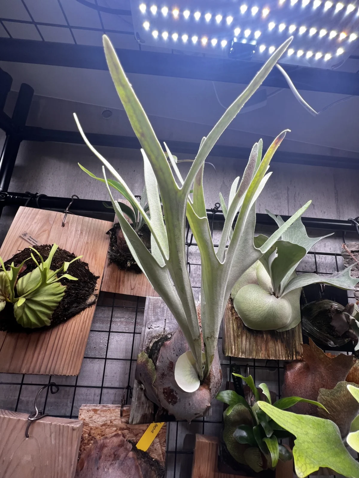 ビカクシダ　ベイチー