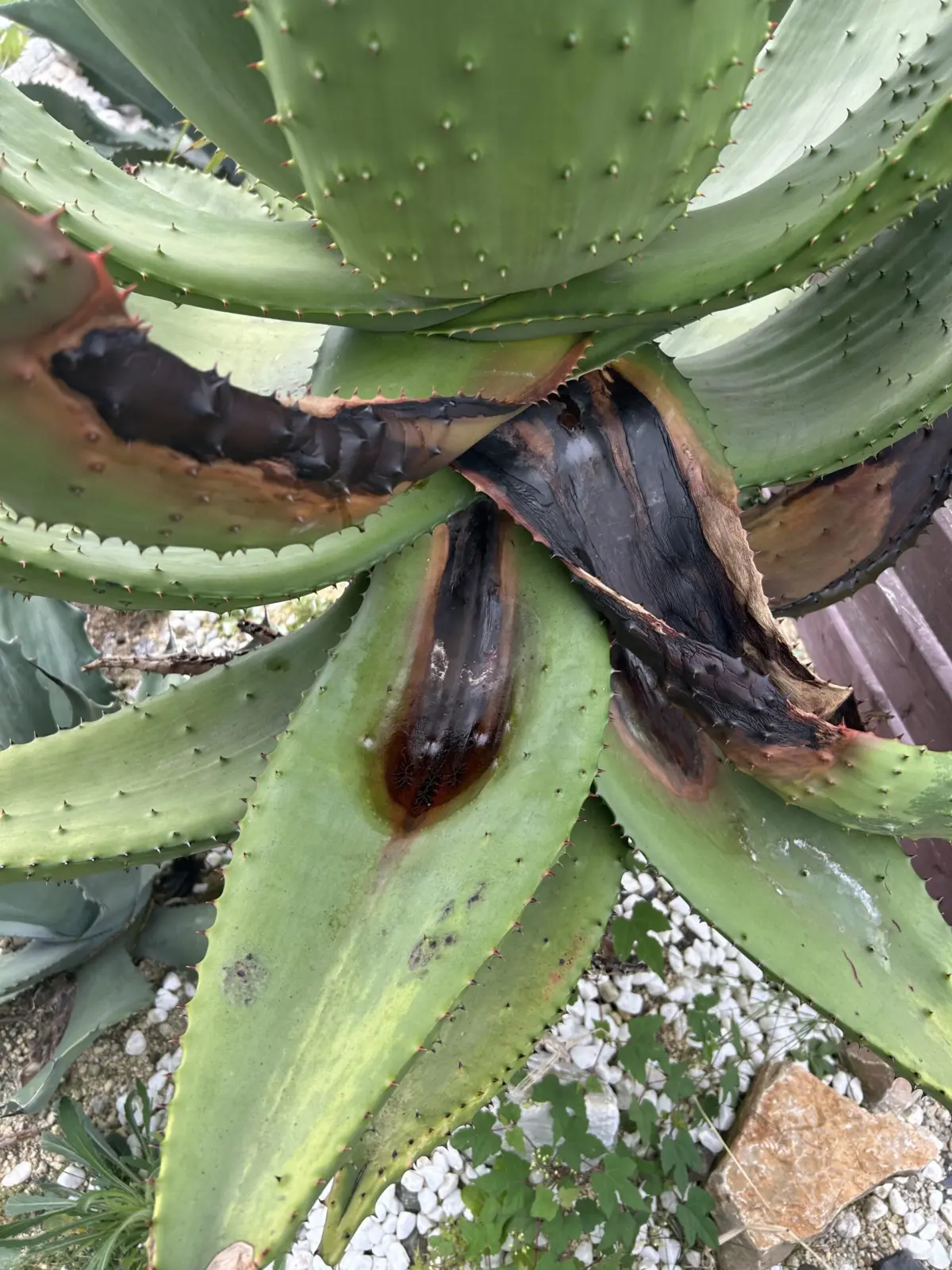 アロエ　マルロシー