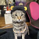 Noranekoのアバター