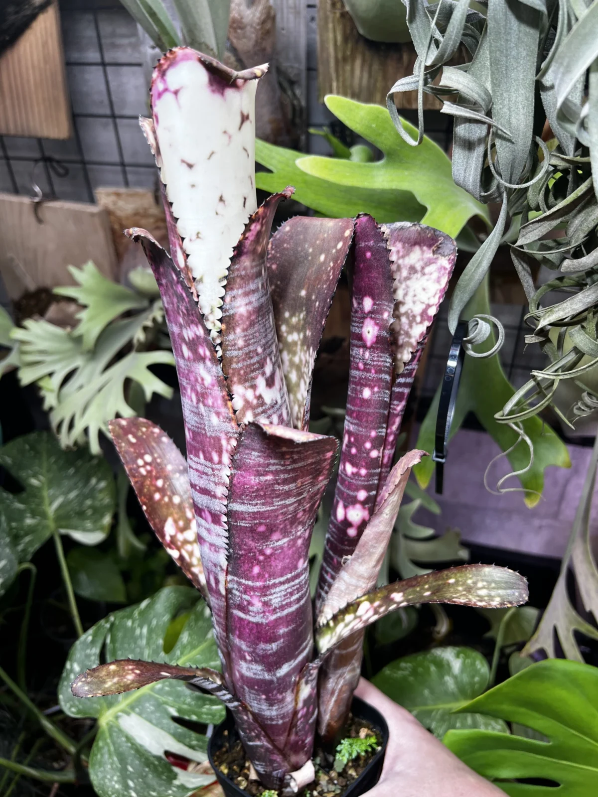 ビルベルギア ユーチューブ