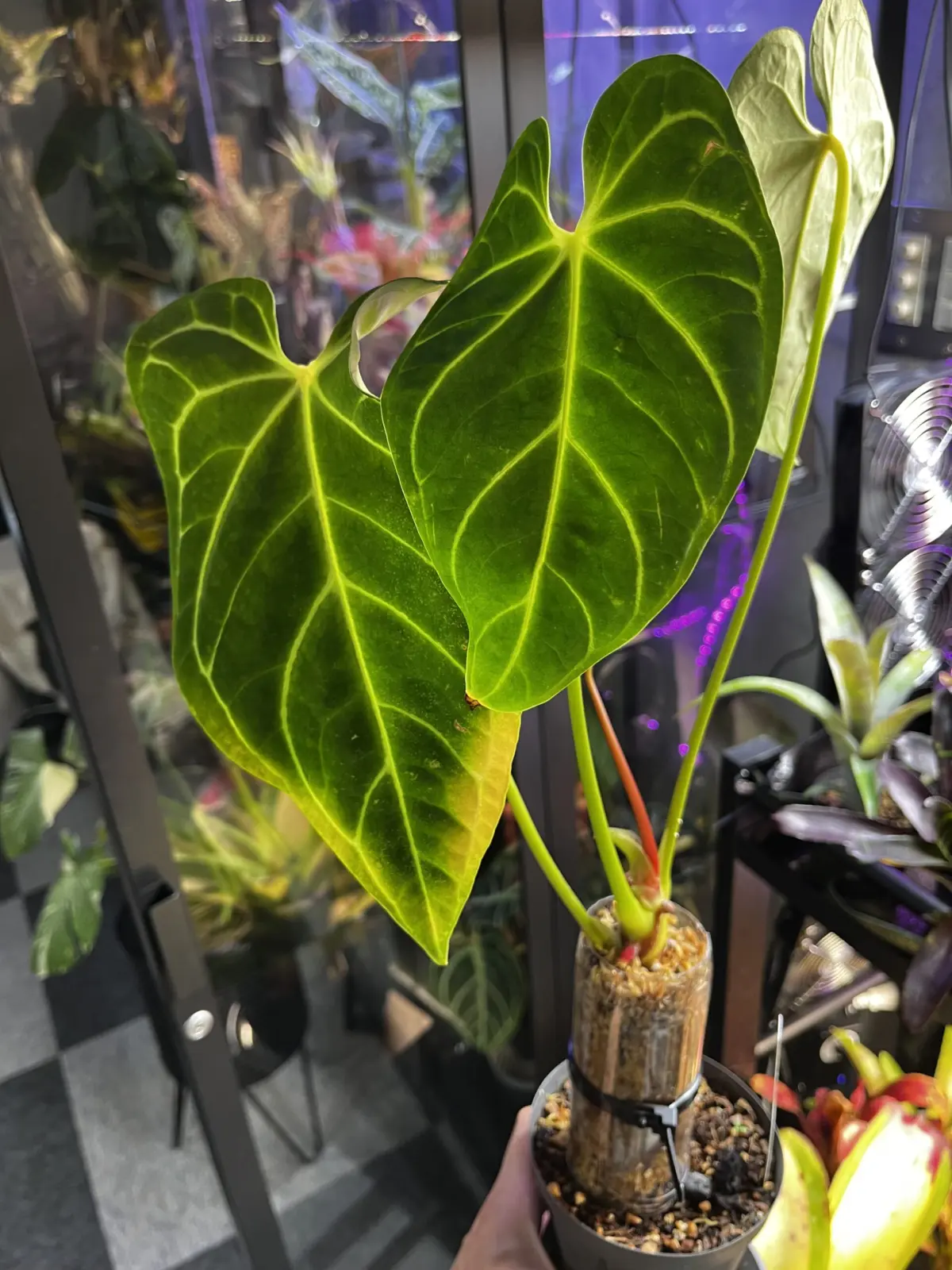 アンスリウム　レガレ