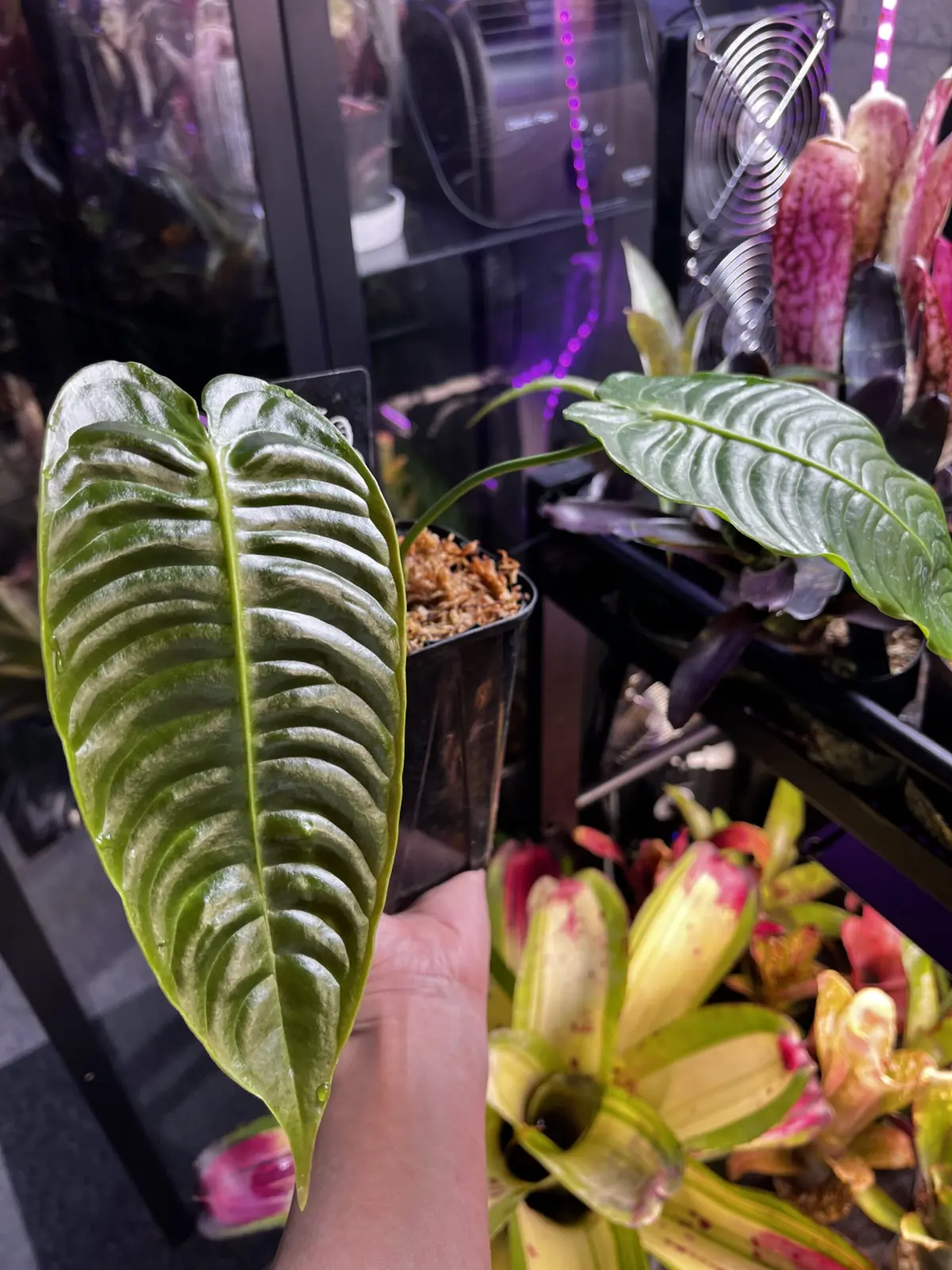 アンスリウム　ベイチー