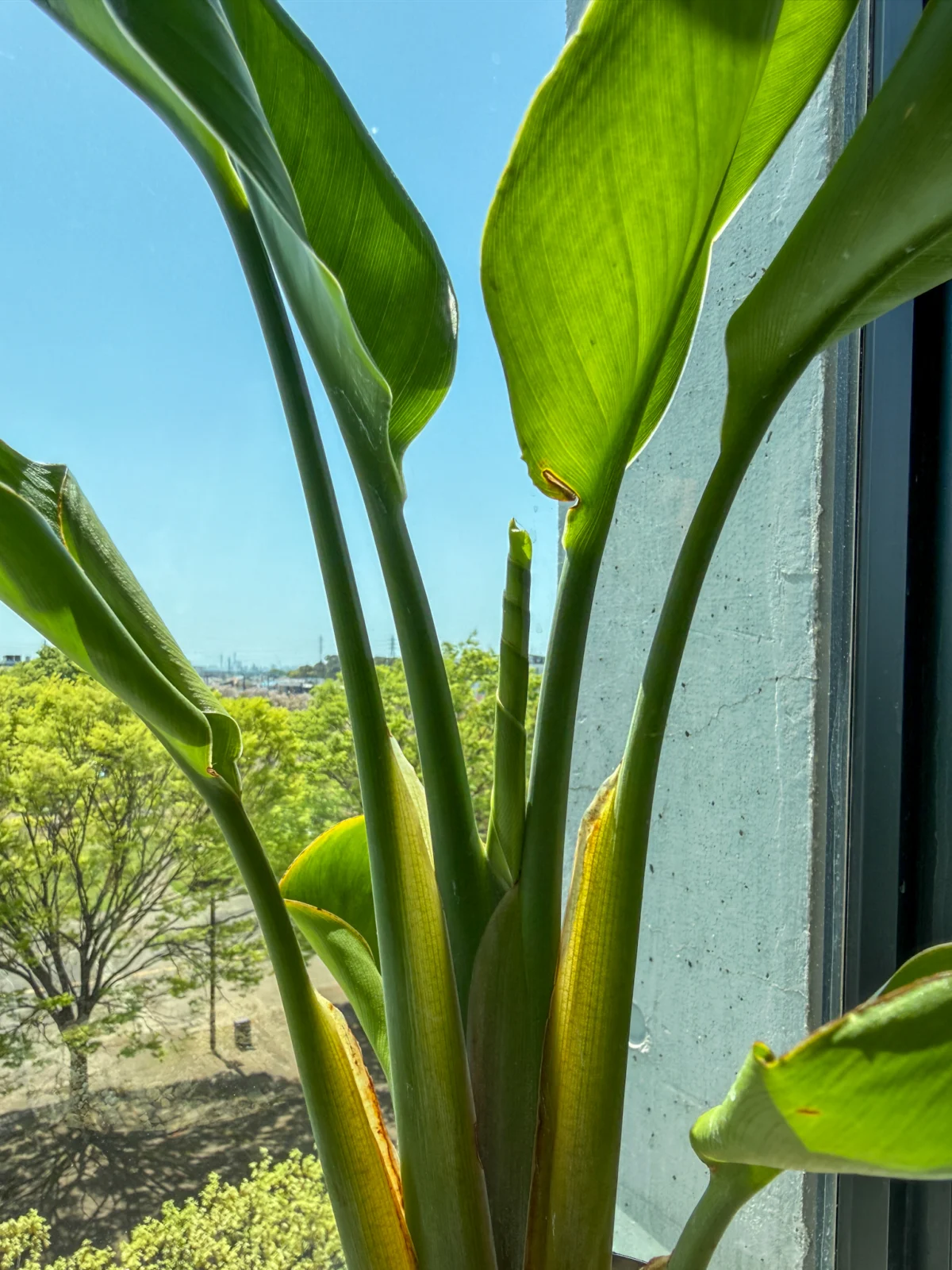 ストレリチア　オーガスタ