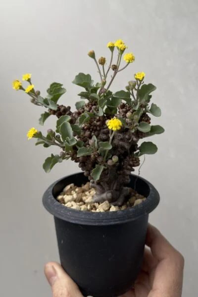 オトンナ ヘレイ ヘレー 塊根植物
