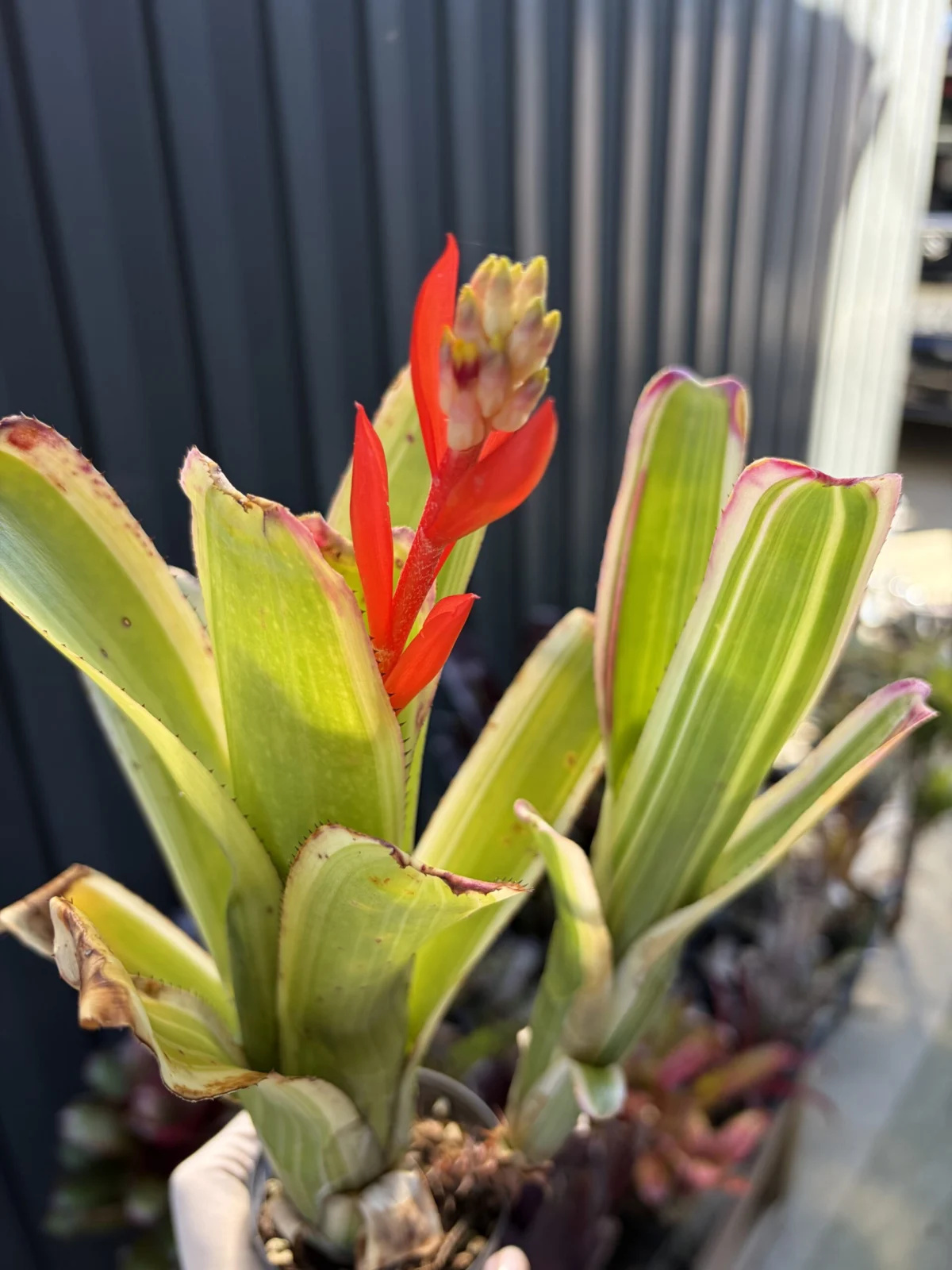 エクメア ヌディカウリス 斑入り 花芽