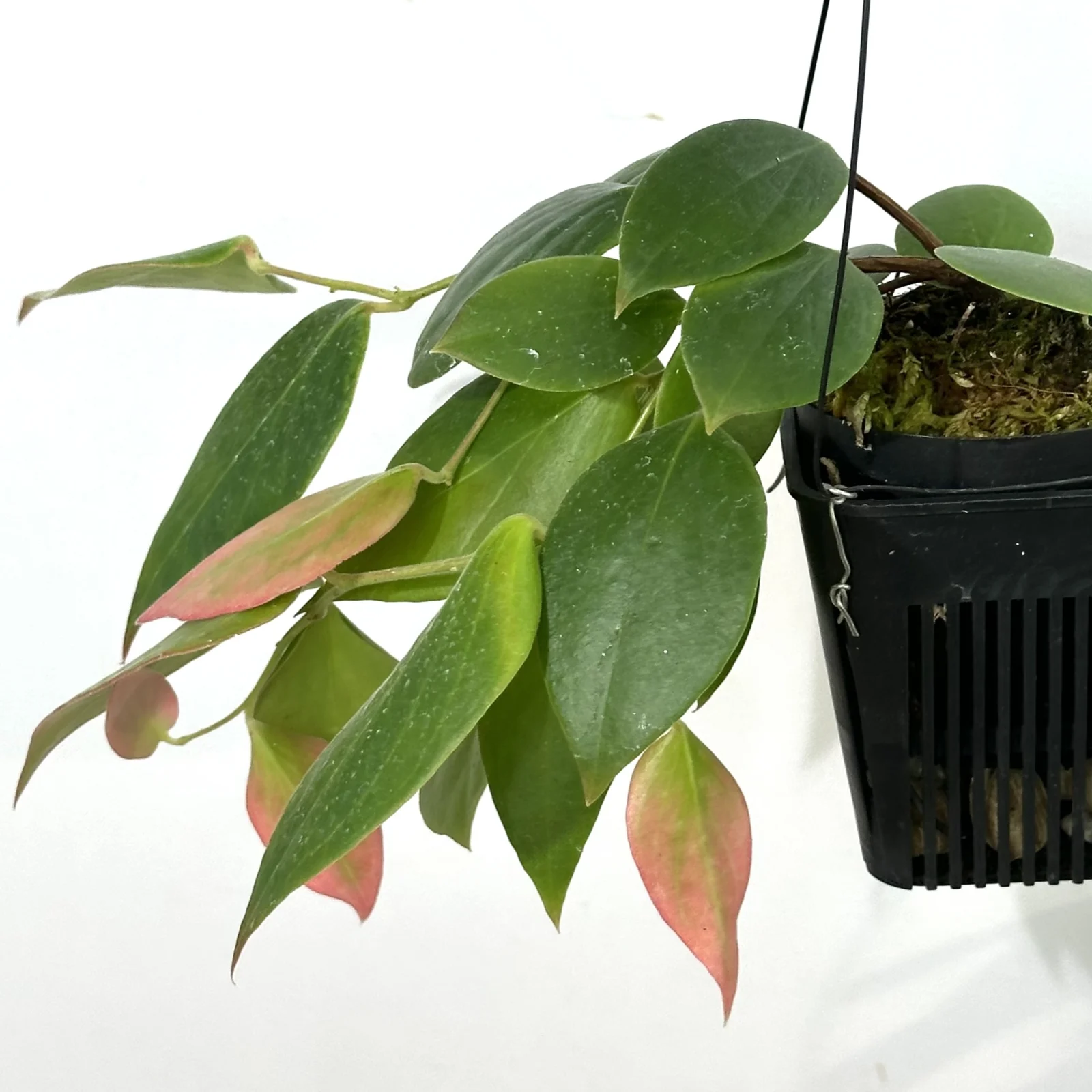 セラトステマ ペンデンス