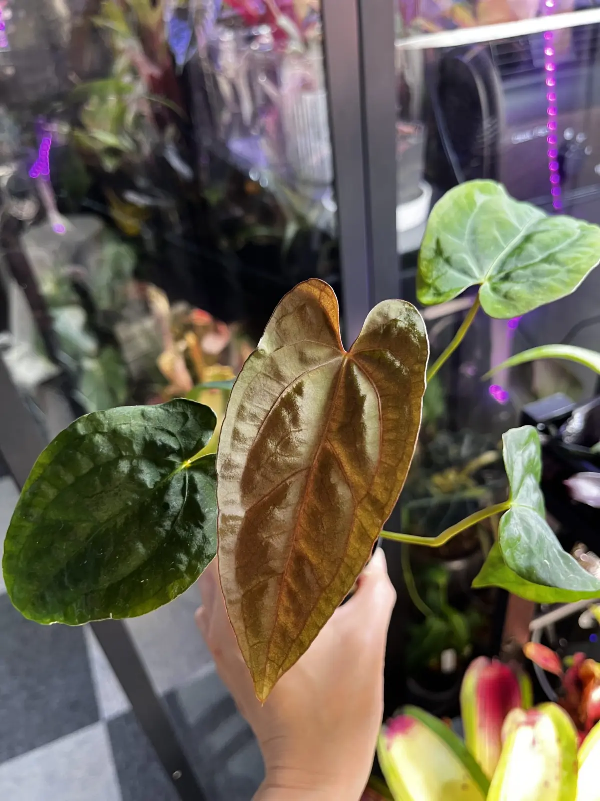 アンスリウム　ブラックチェリー×ギャラクシー