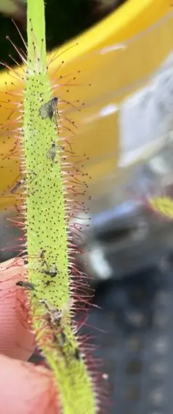 モウセンゴケ　カペンシス　食虫植物