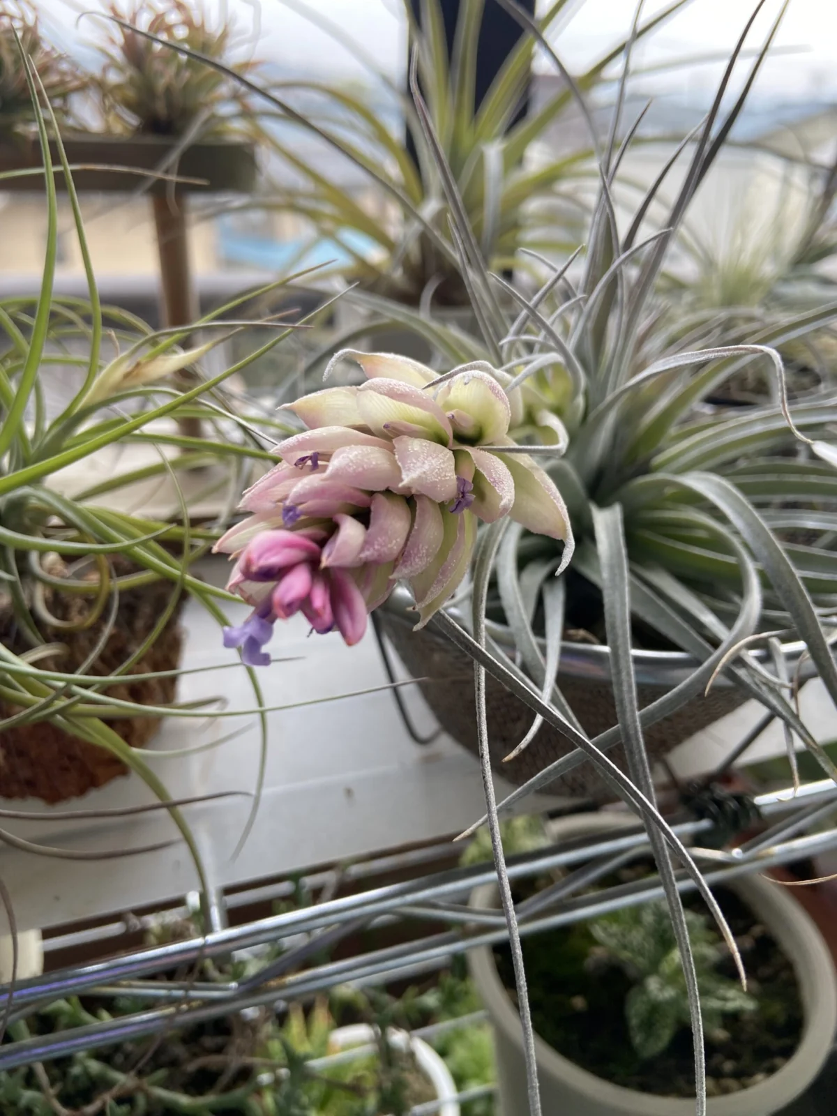 チランジア　ストリクタ　