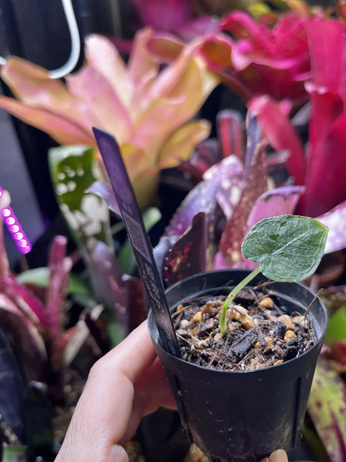 アンスリウム　アントロベルベット