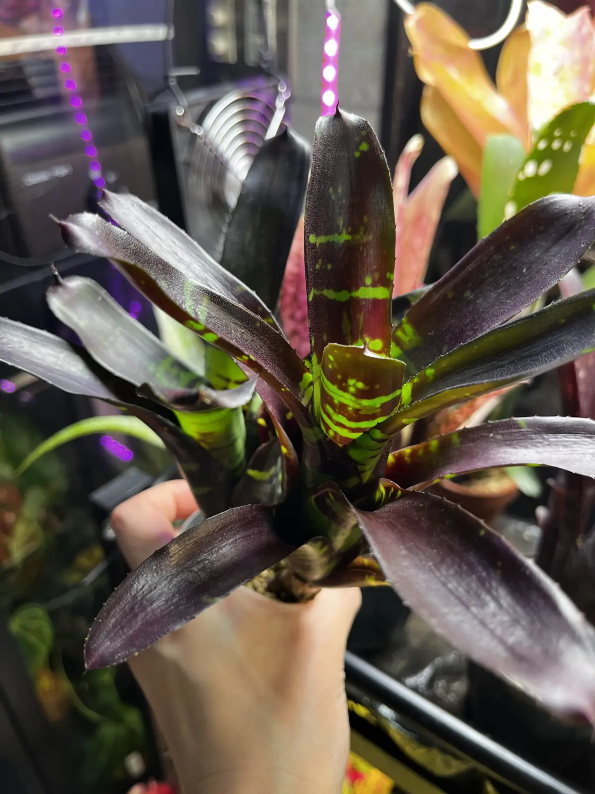 ネオレゲリア　フラッシュポイント