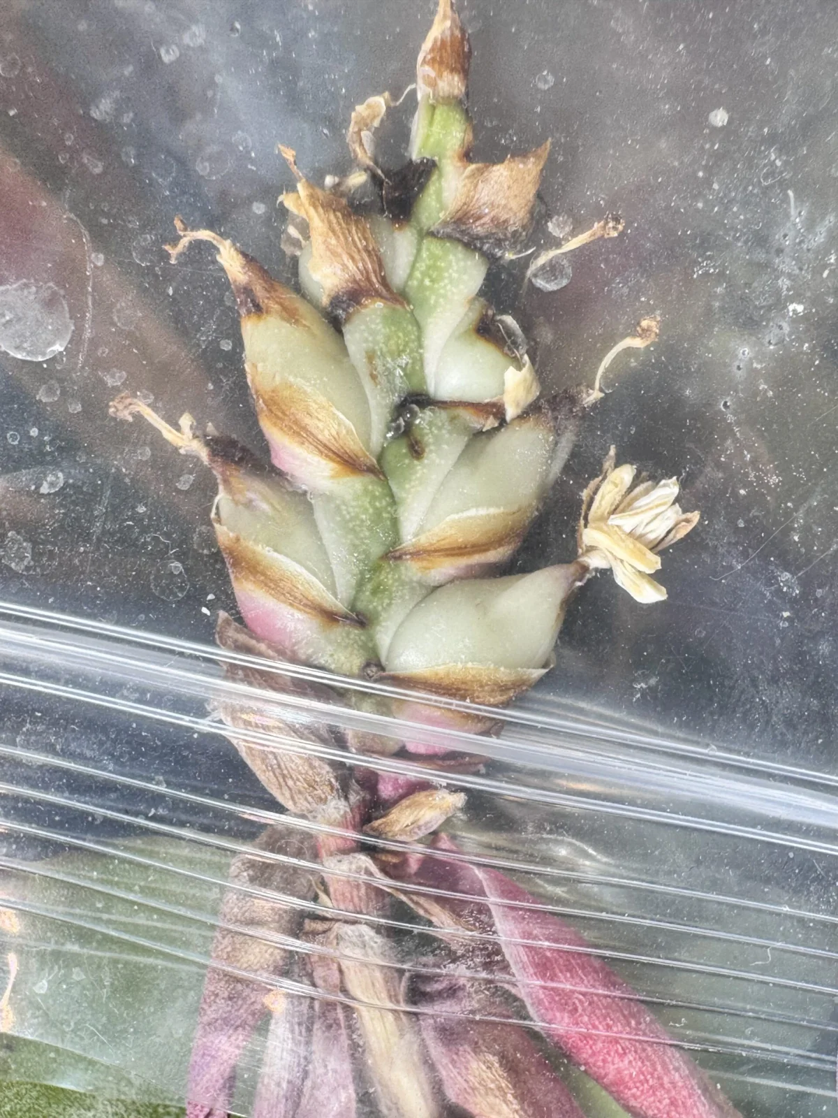 エクメア　チャンティニー　交配チャレンジ後