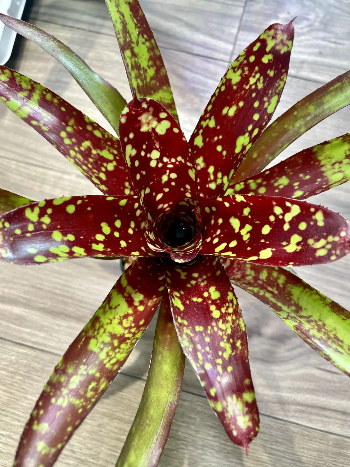 ネオレゲリア　フルサークル