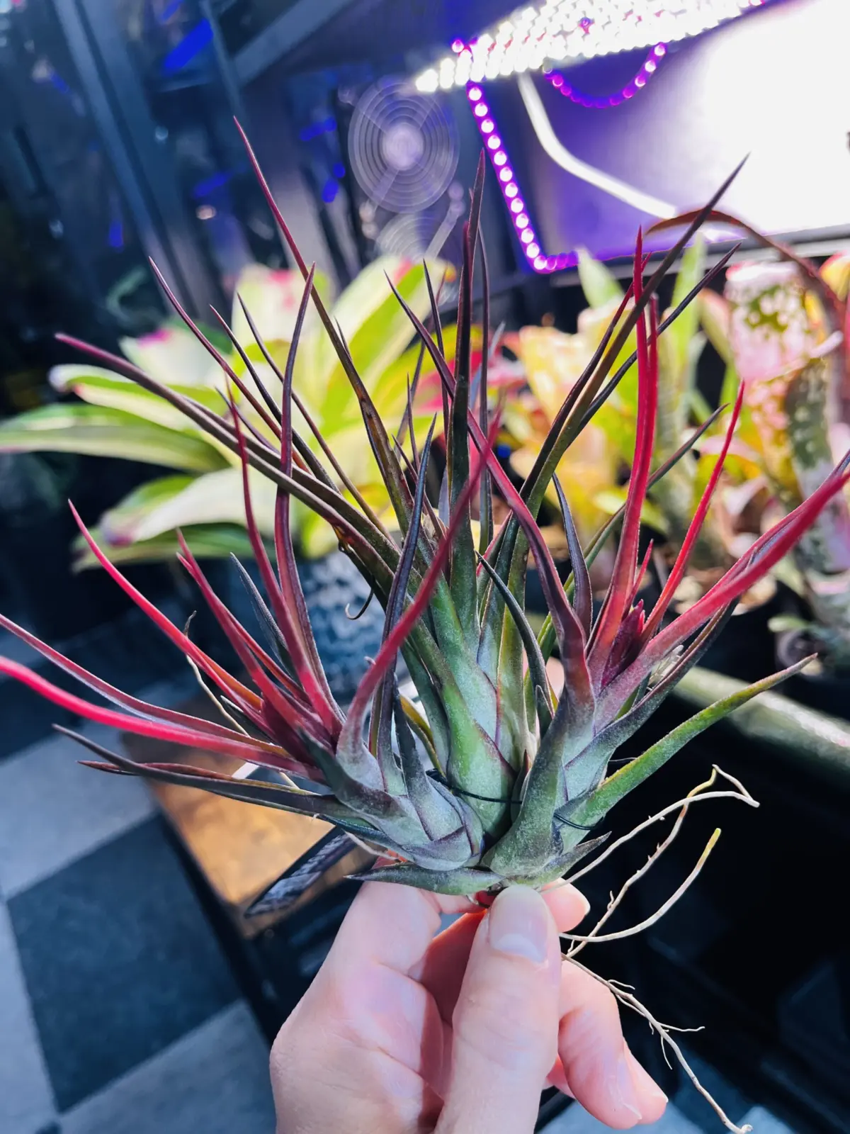 ティランジア　ルーク