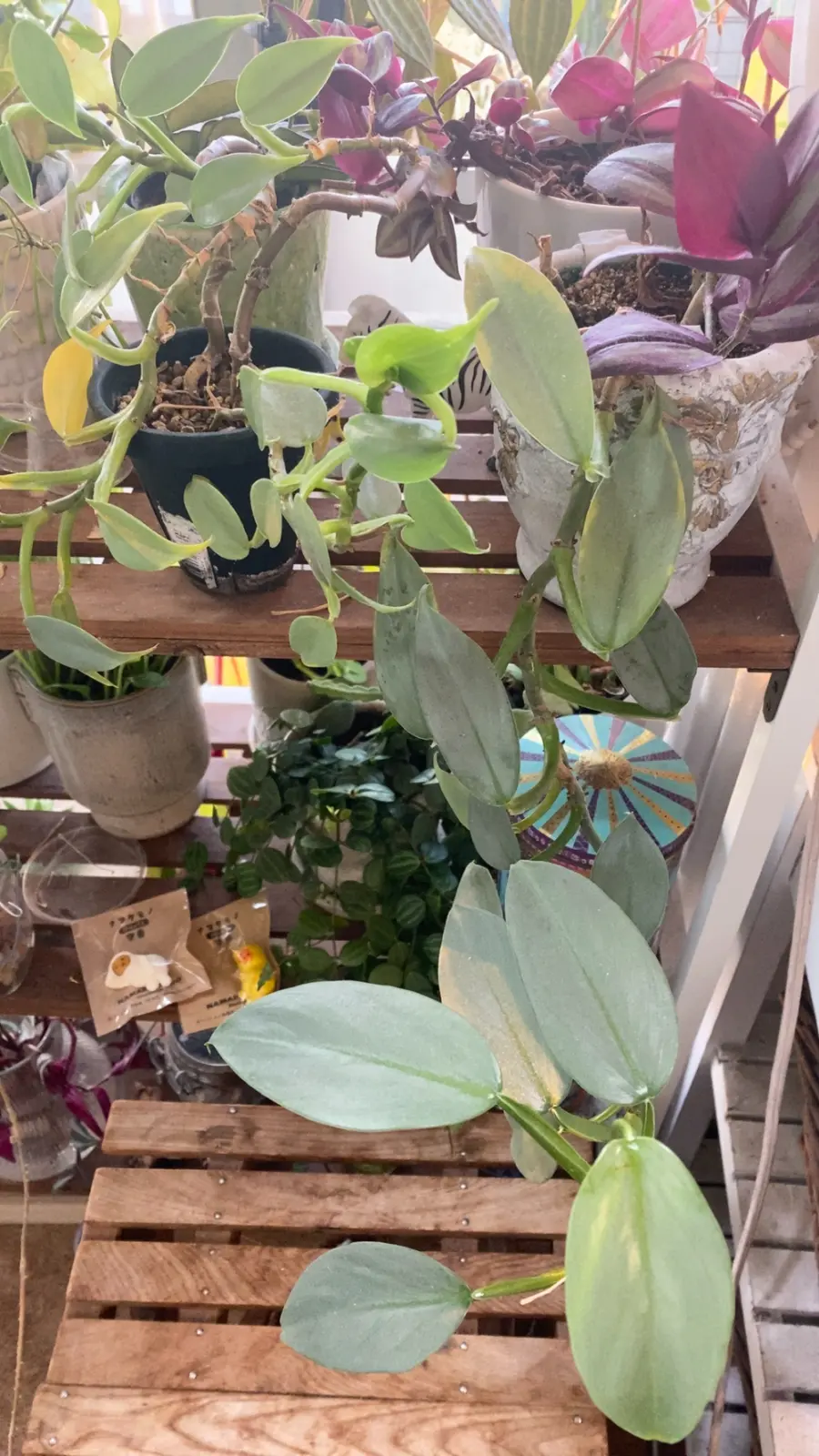 フィロデンドロン シルバーメタル