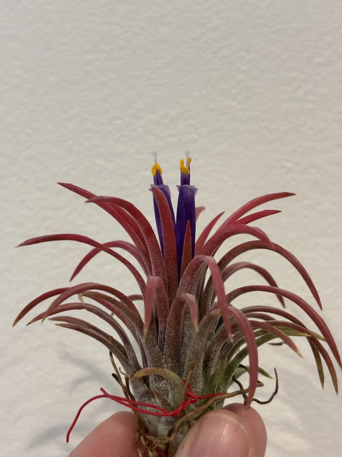ティランジア　イオナンタ　ロン　開花