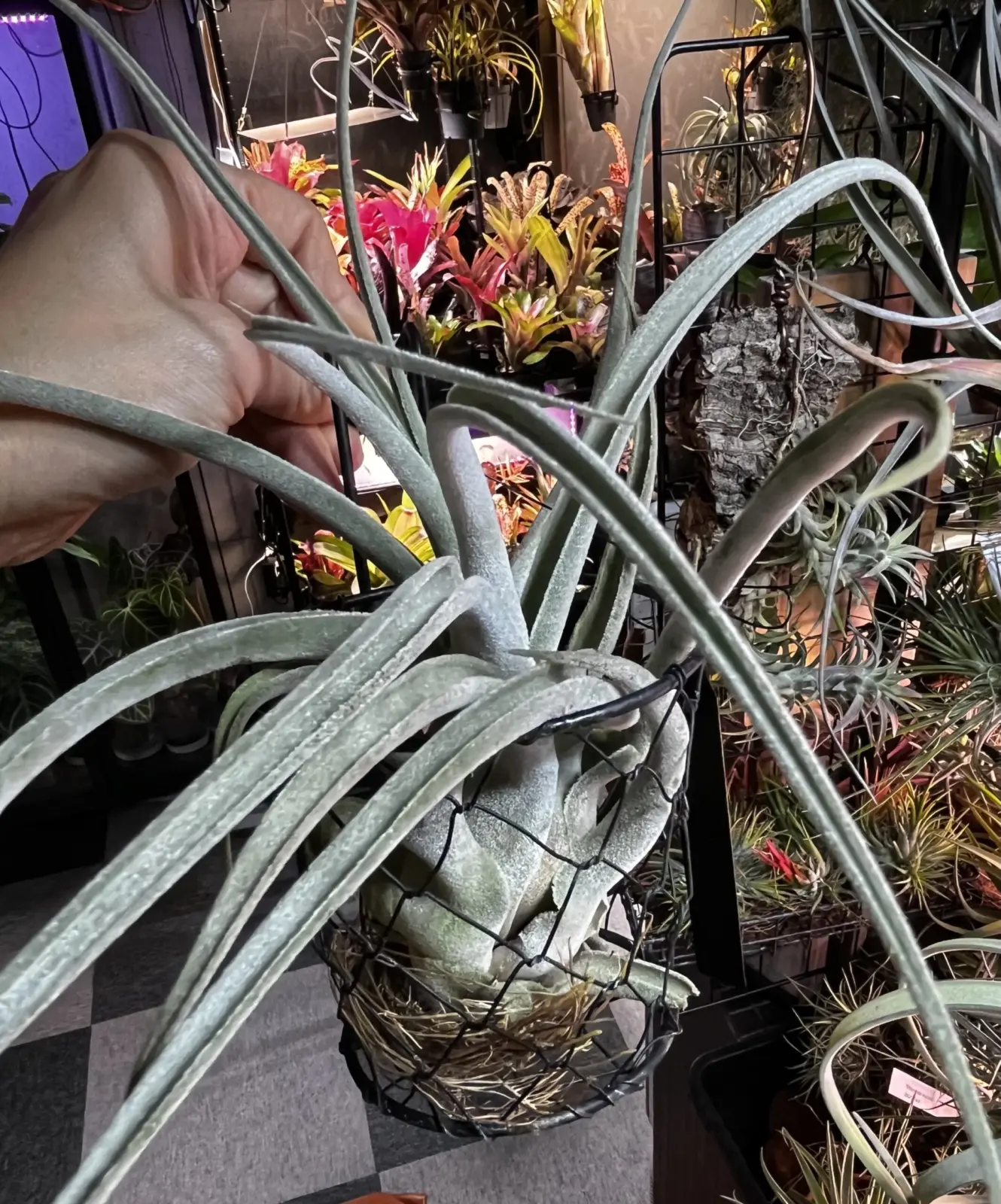 ティランジア　プエブレンシス x エーレルシアナ