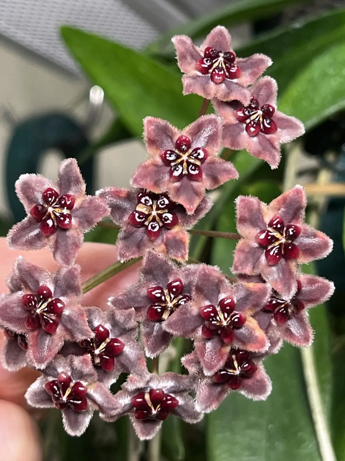 ホヤ グロヴリフェラ 花