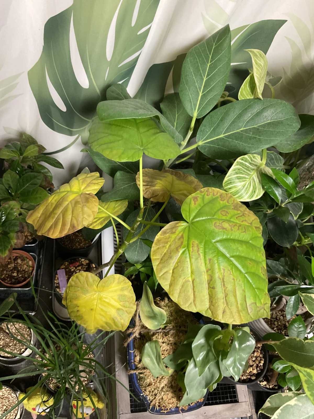 フィカス ウンベラータ